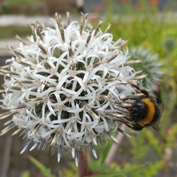 Echinops sphaerocephalus 'Arctic Glow'